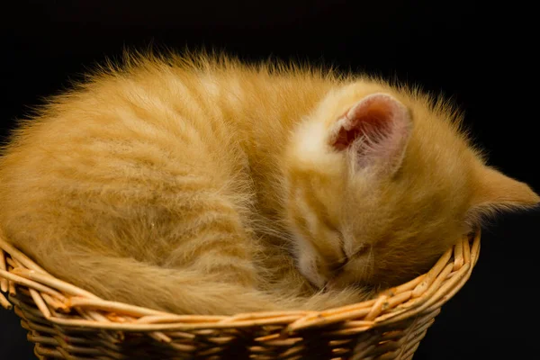 Mały Kotek Śpiący Koszyku — Zdjęcie stockowe