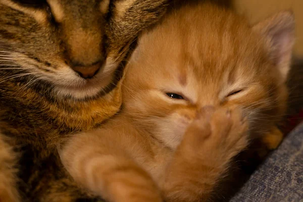 Dwa Słodkie Kociaki Bawiące Się Domu — Zdjęcie stockowe