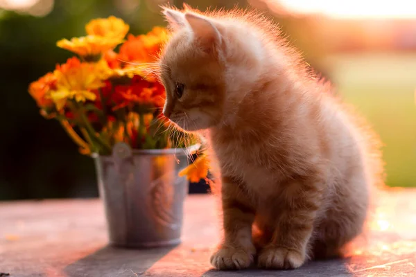 Kotě Zahradě Při Východu Slunce — Stock fotografie