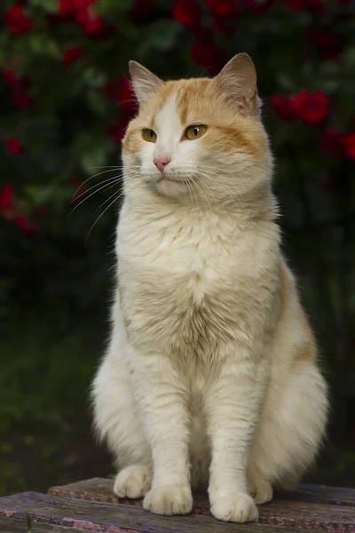 정원을 거닐고 아름다운 고양이 — 스톡 사진