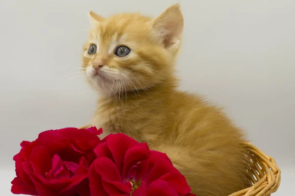 red cat to flowers, kitten and flowers