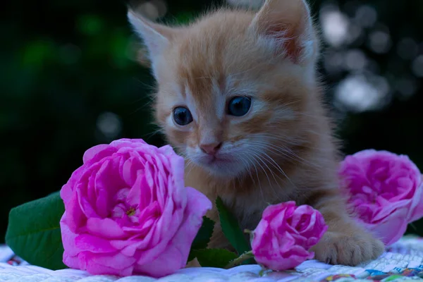 Vörös Macska Virágok Cica Virágok — Stock Fotó