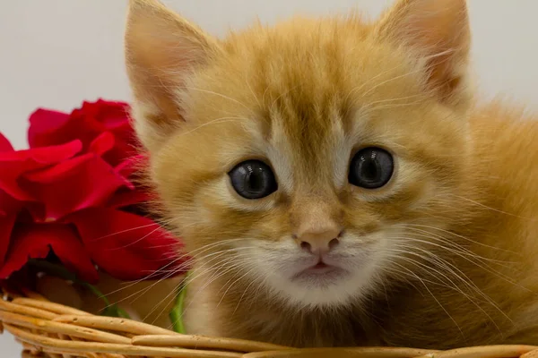 kitten in a basket,portrait of a little red kitten