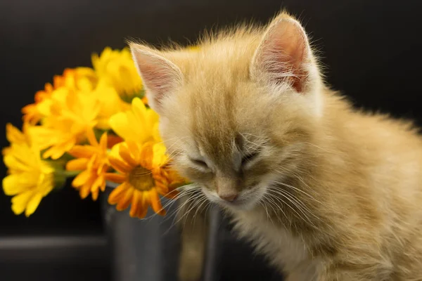 Czerwony Kot Pomarańczowe Kwiaty Ciemnym Tle — Zdjęcie stockowe