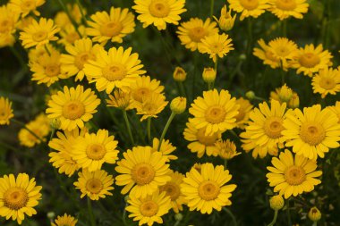 Bahçedeki güzel çiçekler