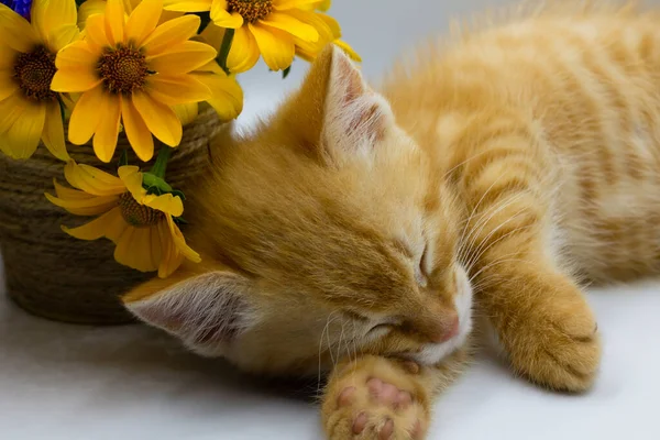 Ładny Kot Kwiatami — Zdjęcie stockowe