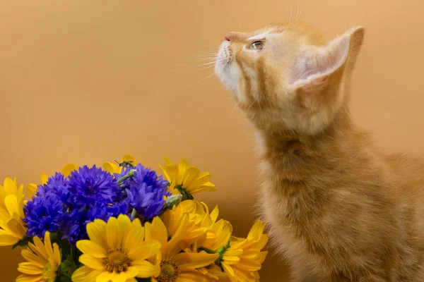 Ładny Kotek Kwiatami Tle Żółtej Ściany — Zdjęcie stockowe