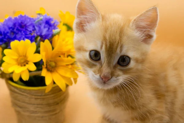 Portret Kotka Kwiatami — Zdjęcie stockowe