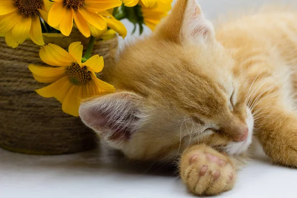 Ładny Mały Kociak Śpi — Zdjęcie stockowe