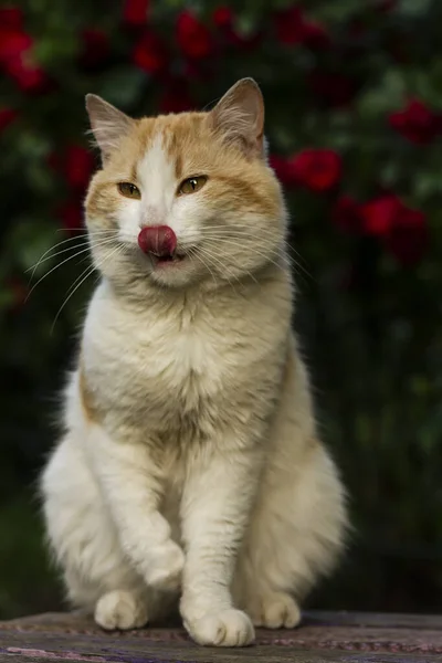 Portrait Cute Cat Close — Stock Photo, Image