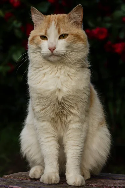 Portrét Roztomilé Kočky Zblizka — Stock fotografie
