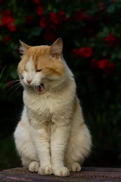 可愛い猫の肖像 — ストック写真