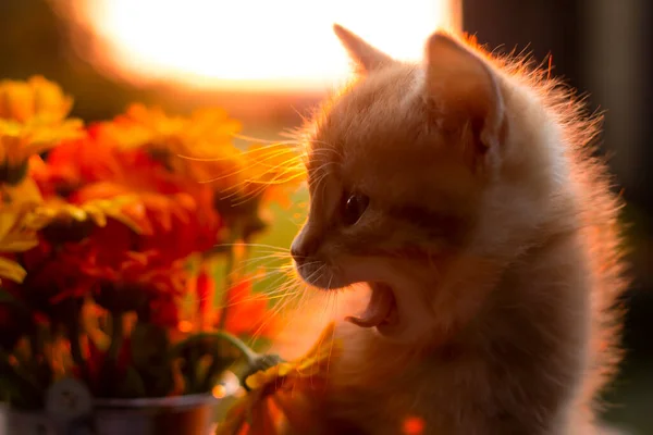 Retrato Gato Lindo Cierre — Foto de Stock