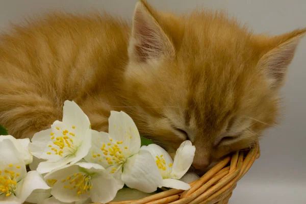 Kis Aranyos Cica Játszik Virágokkal Egy Kosárban — Stock Fotó