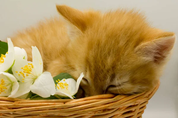 Ładny Kotek Koszyku Kwiatami — Zdjęcie stockowe