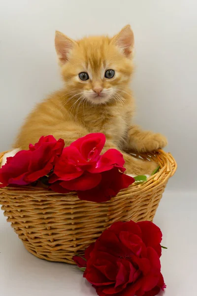 Czerwony Kotek Kosz — Zdjęcie stockowe