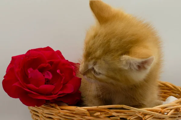 Vörös Cica Egy Kosárban — Stock Fotó