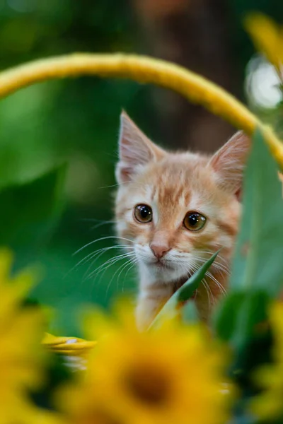 Katt Trädgården Röd Kattunge Och Gula Blommor Kattunge Trädgården — Stockfoto