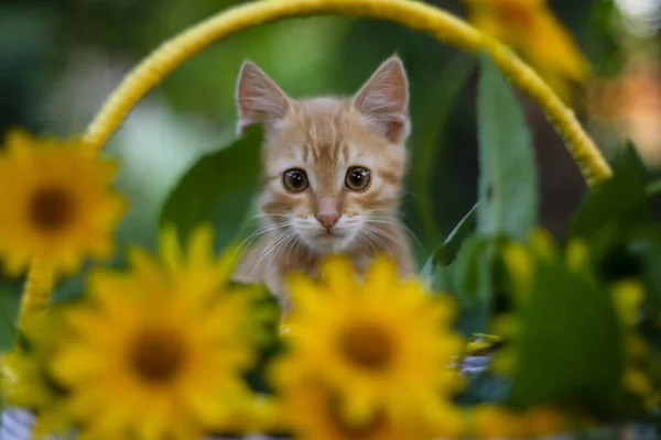 Kot Ogrodzie Czerwone Kociaki Żółte Kwiaty Kociak Ogrodzie — Zdjęcie stockowe