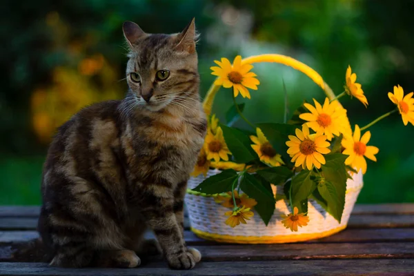Kedi Portresi Bahçede Kedi Kedi Çiçekler — Stok fotoğraf