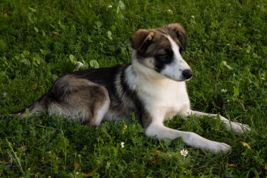 Bacağı olmayan bir köpek, bir köpek, bir evcil hayvan