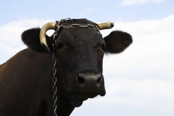 Портрет Коровы Коровы Неба — стоковое фото