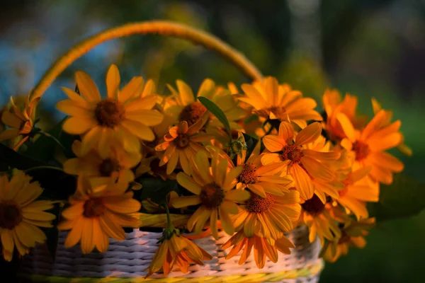 Flores Amarelas Uma Cesta Verão Ainda Vida — Fotografia de Stock