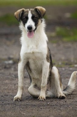 Parktaki çimlerin üzerinde bir köpek