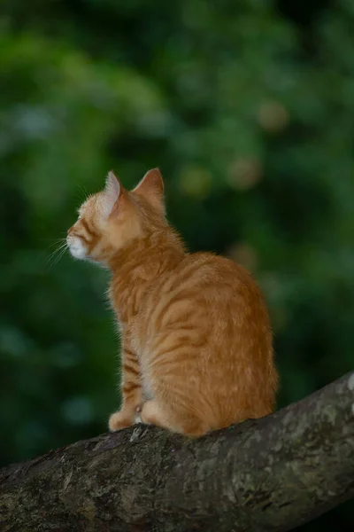 花园里的红猫 — 图库照片