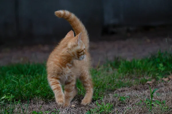 赤い猫が庭を散歩する — ストック写真