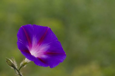 Bahçedeki güzel çiçekler