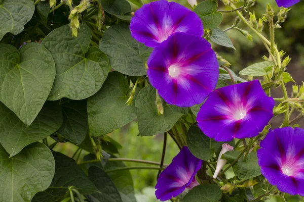 Фиолетовые Цветы Славы Саду — стоковое фото