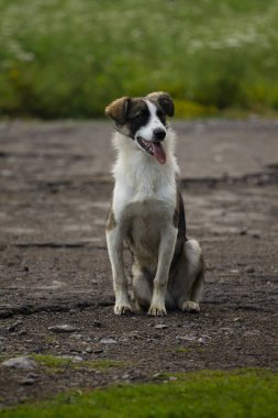 Yoldaki köpek, sokaktaki köpek