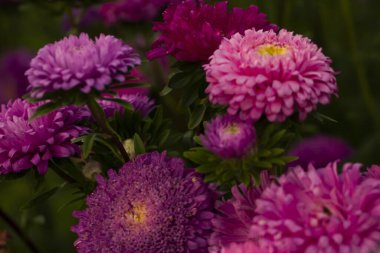 Çiçekler, bahçedeki çiçekler, yakın plan çiçekler., 