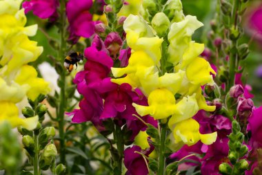 Kapatın güzel çiçekleri