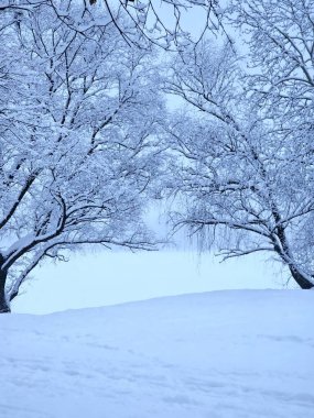 Şehirdeki kış parkı.