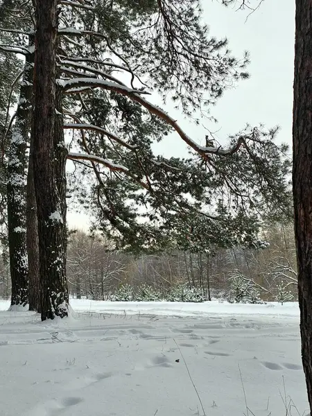 winter in sweden, sweden on the frozen lake