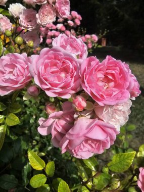 Güzel botanik fotoğrafı, doğal duvar kağıdı.