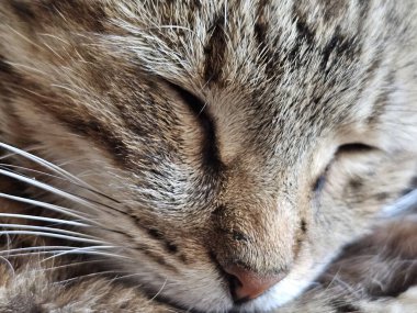 Uyuyan bir kediye yaklaş.