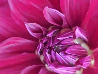 Güzel çiçekler, çiçek konsepti