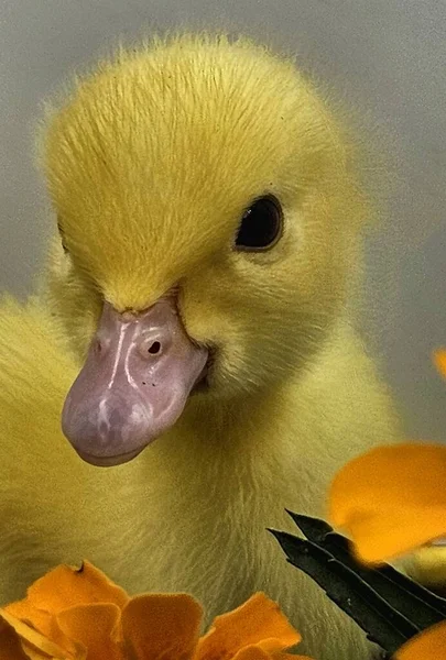 a close up of a cute duckling