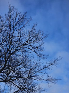 Ormandaki ağaç dalları