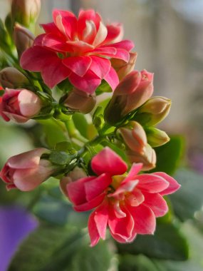 Bahçedeki güzel pembe çiçekler