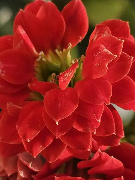Bahçedeki kırmızı çiçek