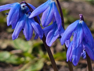 Baharda mavi çiçekler