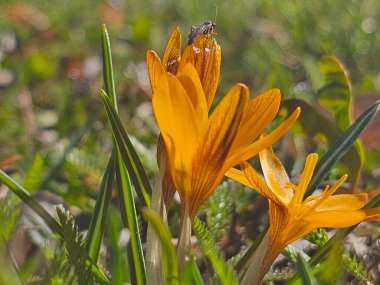 İnanılmaz renkli çiçeklere yakın.