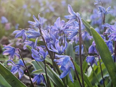 Bahçedeki güzel çiçekler