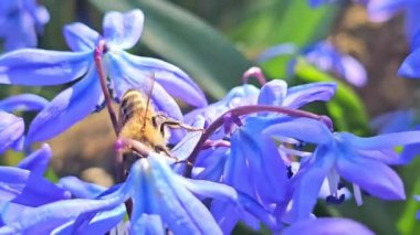 Güneşli bir günün arka planında mavi sümbül çiçekleri. Kapat - kapat.