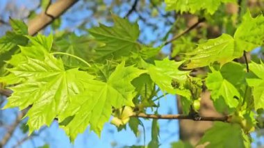 Ormanda yeşil yapraklar