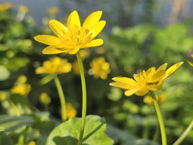 Bahçedeki sarı çiçek